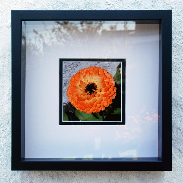Orange Calendula - Framed Photograph