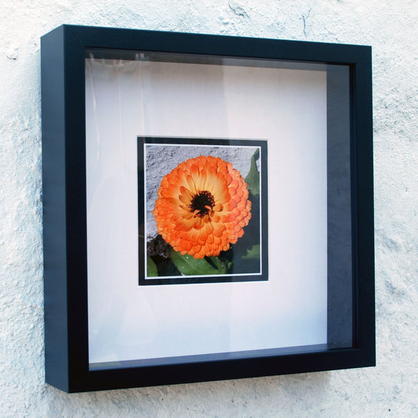 Orange Calendula - Framed Photograph