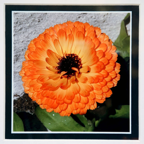 Orange Calendula - Framed Photograph