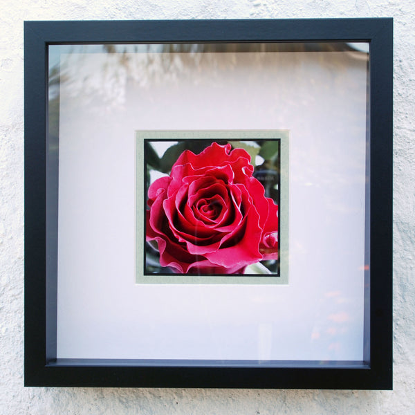 Red Rose - Framed Photograph