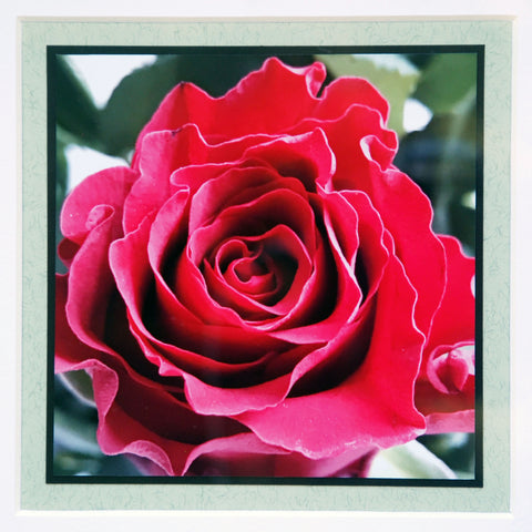 Red Rose - Framed Photograph