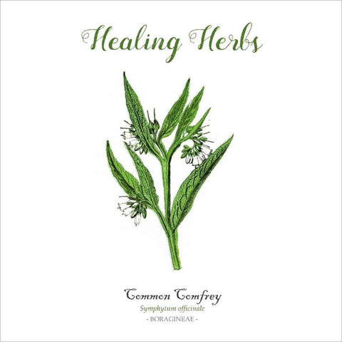 Outlander-inspired Healing Herbs Greeting Card - common comfrey