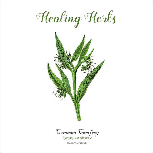 Outlander-inspired healing herb greeting card comfrey made in Scotland