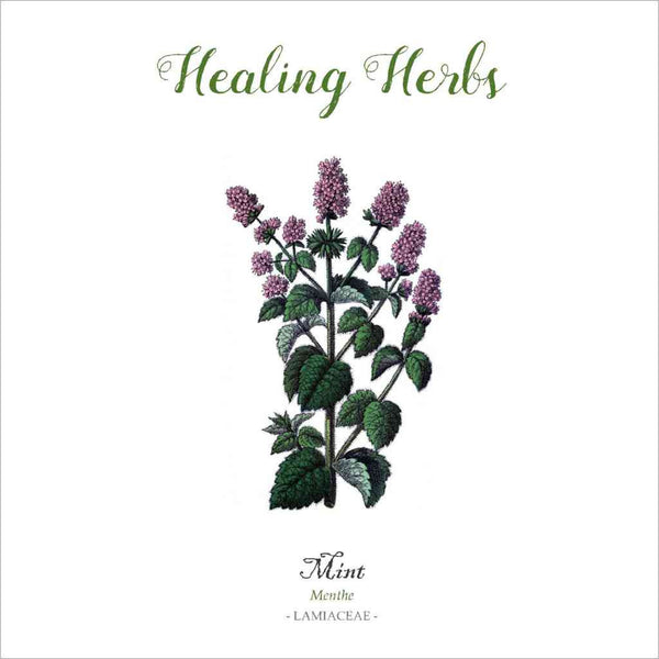 Outlander-inspired healing herb greeting card - mint - made in Scotland