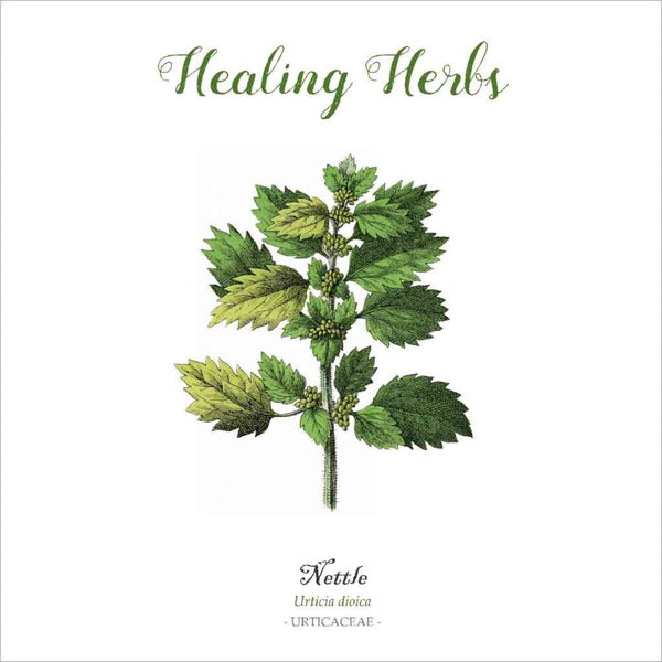 Outlander-inspired healing herb greeting card nettle made in Scotland