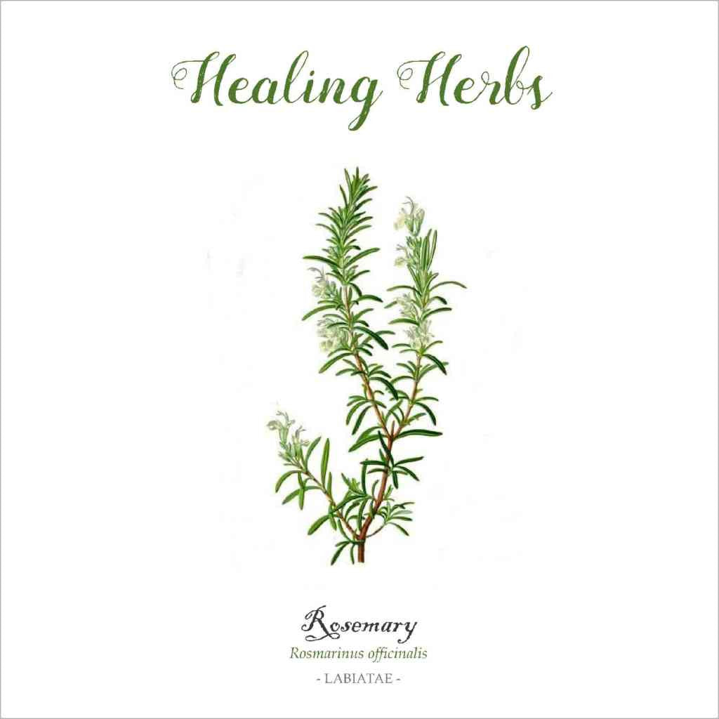 Outlander-inspired Healing Herbs Greeting Card - rosemary